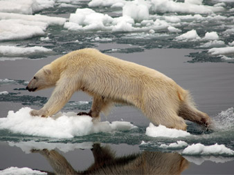 Sad Bear