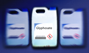 glyphosate 