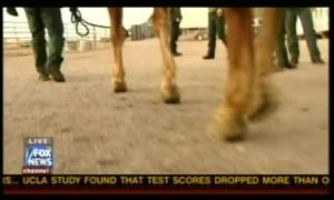 fnc-20100226-srimmigration.flv