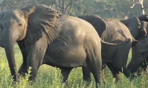 elephant3.jpg