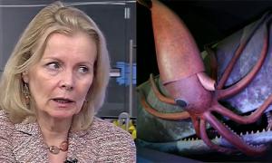 noonan-squid.jpg
